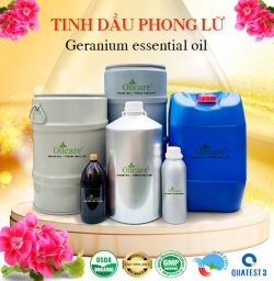 Tinh dầu phong lữ bán sỉ buôn kg lít rẻ mua ở đâu