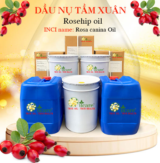 Dầu nụ tầm xuân bán sỉ buôn lít kg giá rẻ mua ở đâu