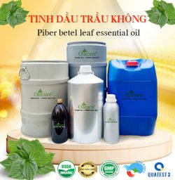 Tinh dầu lá trầu bán sỉ kg lít buôn giá rẻ mua ở đâu