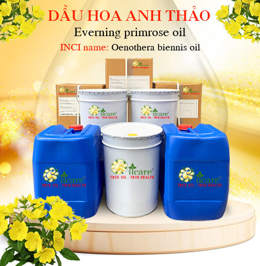 Dầu hoa anh thảo evening primrose bán sỉ kg lít buôn giá rẻ mua ở đâu