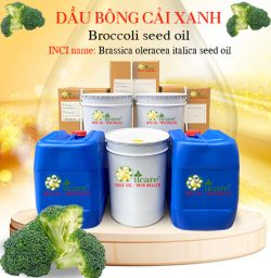 Dầu bông cải xanh bán sỉ broccoli seed oil lít kg buôn giá rẻ mua ở đâu